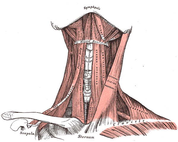 &nbsp;[[ Hyoid area from front ]]&nbsp;